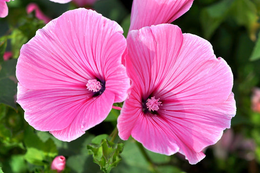Rose Mallow Lavatera trimestris 100 Seeds