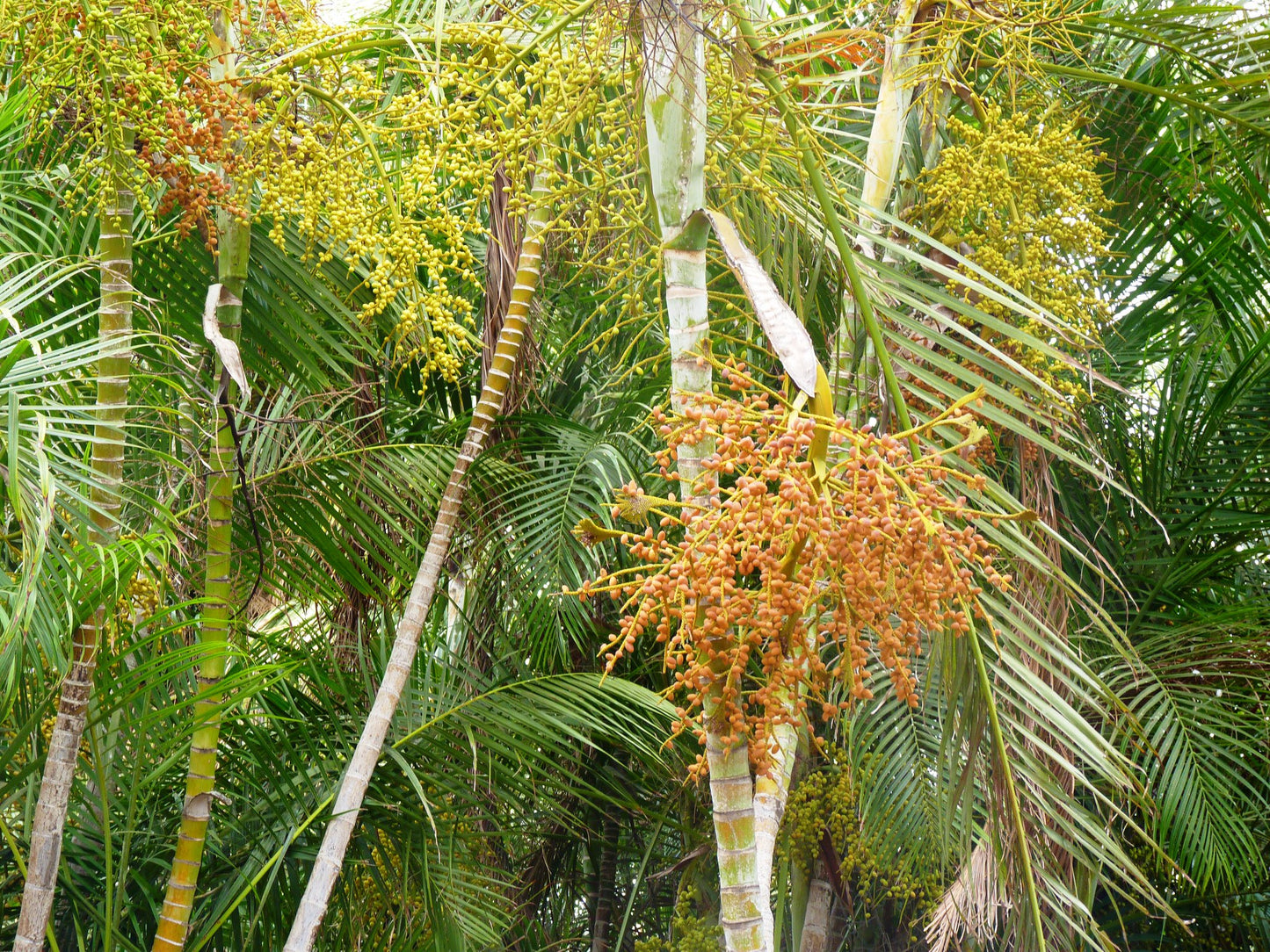 Areca Palm Butterfly Palm Chrysalidocarpus lutescens 20 Seeds  USA Company