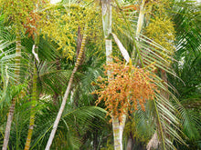 Load image into Gallery viewer, Areca Palm Butterfly Palm Chrysalidocarpus lutescens 20 Seeds