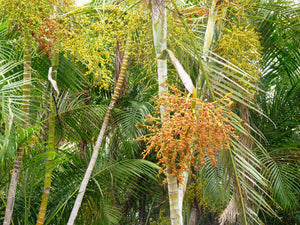 Areca Palm Butterfly Palm Chrysalidocarpus lutescens 20 Seeds