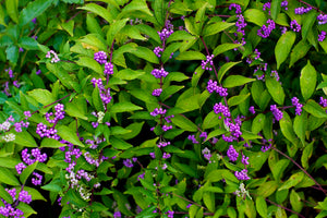 Purple Beautyberry Callicarpa dichotoma 20 Seeds