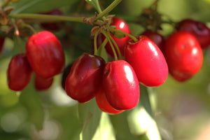 Cornelian Cherry Cornus mas 20 Seeds