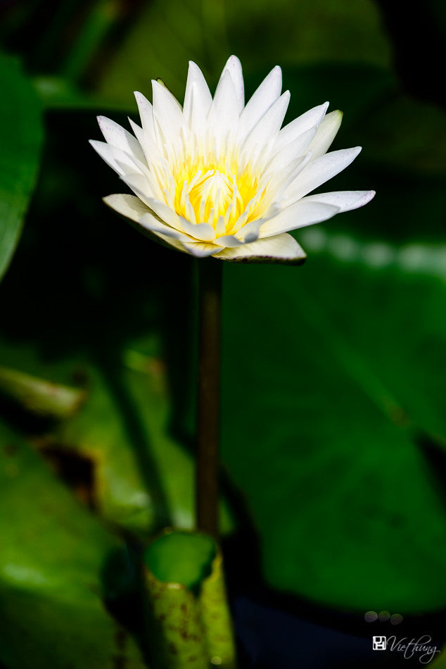 White Water Lily Nymphaea pubescens 100 Seeds  USA Company