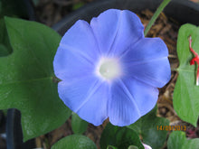 Load image into Gallery viewer, Ivy Leaf Morning Glory Ipomoea hederacea 20 Seeds