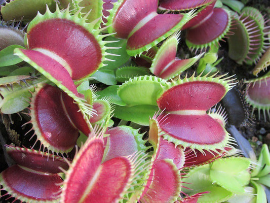 Venus Flytrap Dionaea muscipula 10 Seeds  USA Company