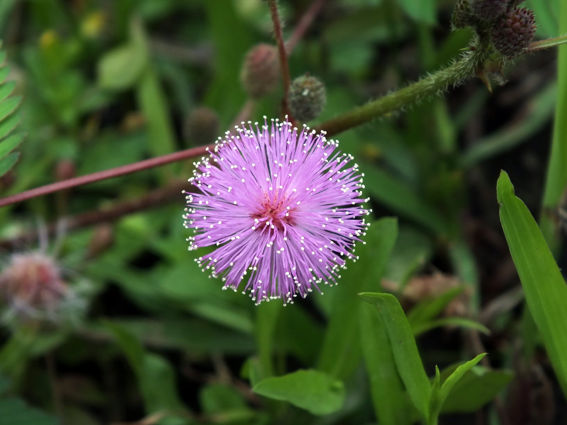 eden brothers mimosa seeds sensitive plant Sensitive Plant 100 Seeds Mimosa pudica – R&B Floridaseeds