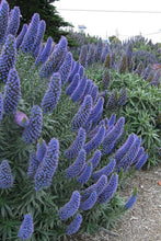 Load image into Gallery viewer, Pride of Madeira Echium candicans 100 Seeds