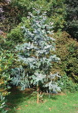 Load image into Gallery viewer, Southern Blue Gum Eucalyptus globulus 20 Seeds