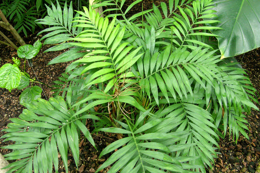 Parlor Palm   20 Seeds   Chamaedorea elegans
