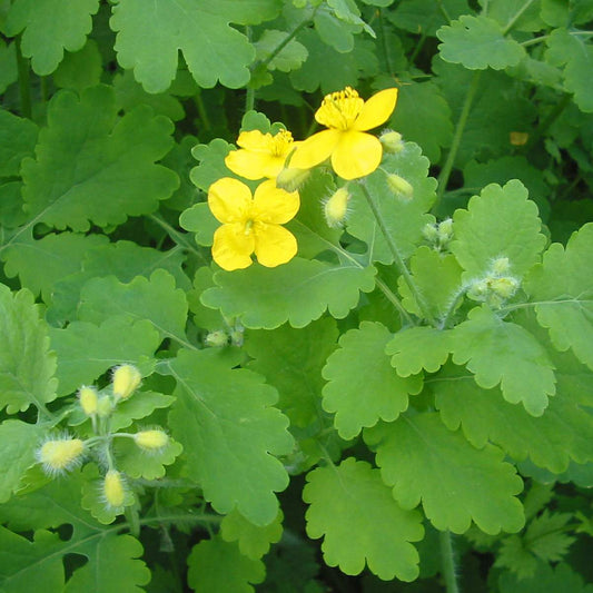 Greater Celandine  100 Seeds  Chelidonium majus