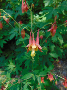 Wild Columbine Eastern Red Columbine Aquilegia canadensis 100 Seeds