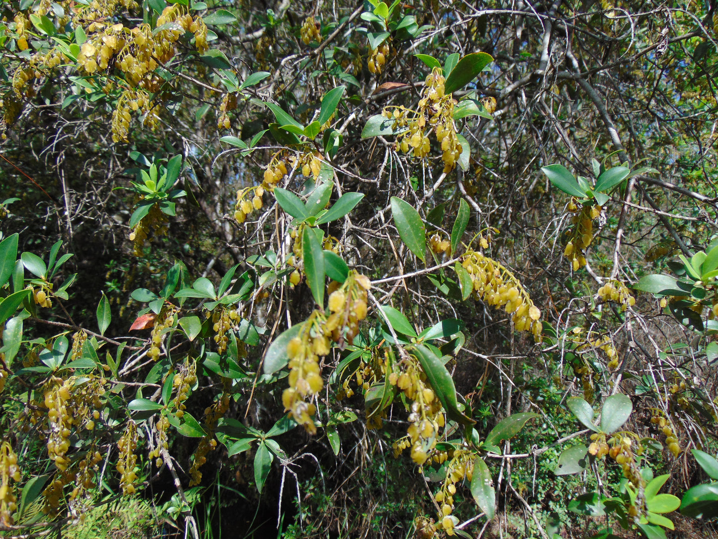 Buckwheat Tree Black Titi Cliftonia monophylla 50 Seeds  USA Company