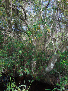 Buckwheat Tree Black Titi Cliftonia monophylla  20 Seeds