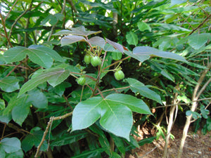 Cotton Leaf Physic Nut  Jatropha gossypifolia  5 Seeds