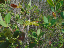 Load image into Gallery viewer, Buckwheat Tree Black Titi Cliftonia monophylla  20 Seeds