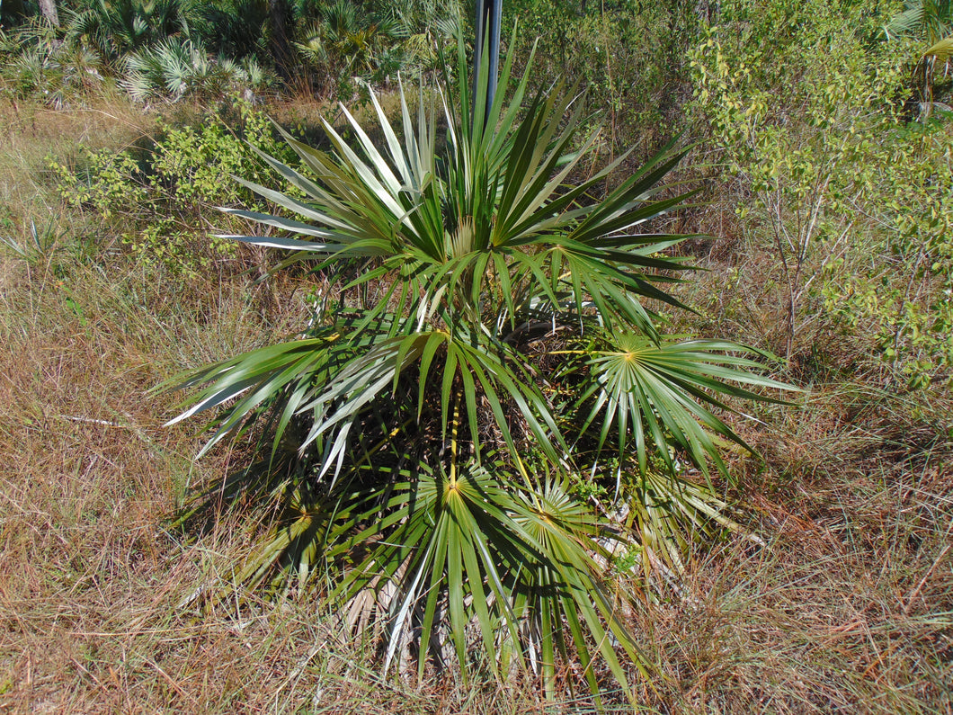 Florida Silver Palm Coccothrinax argentata 50 Seeds
