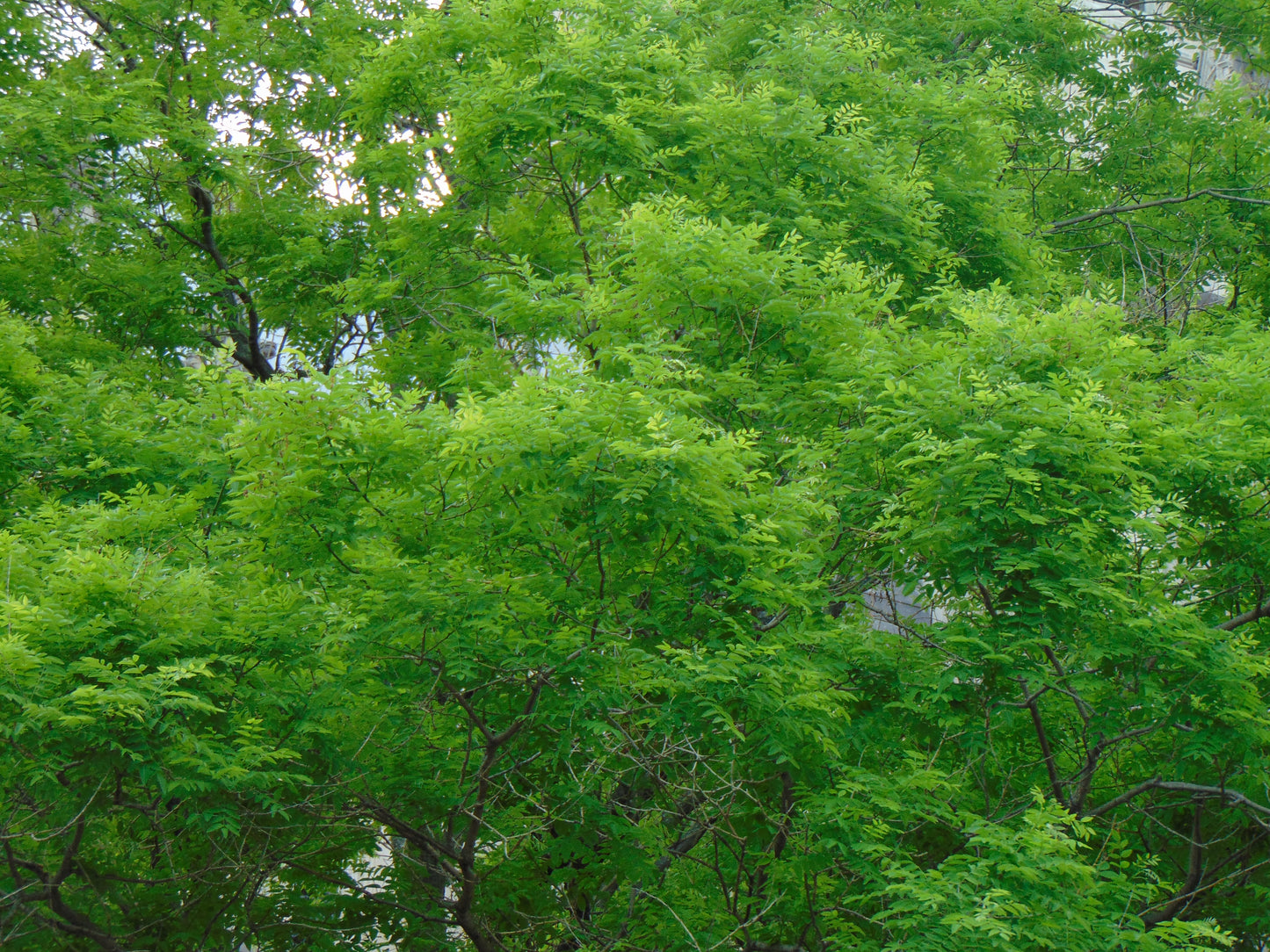 Japanese Pagoda Tree Sophora japonica 20 Seeds  USA Company