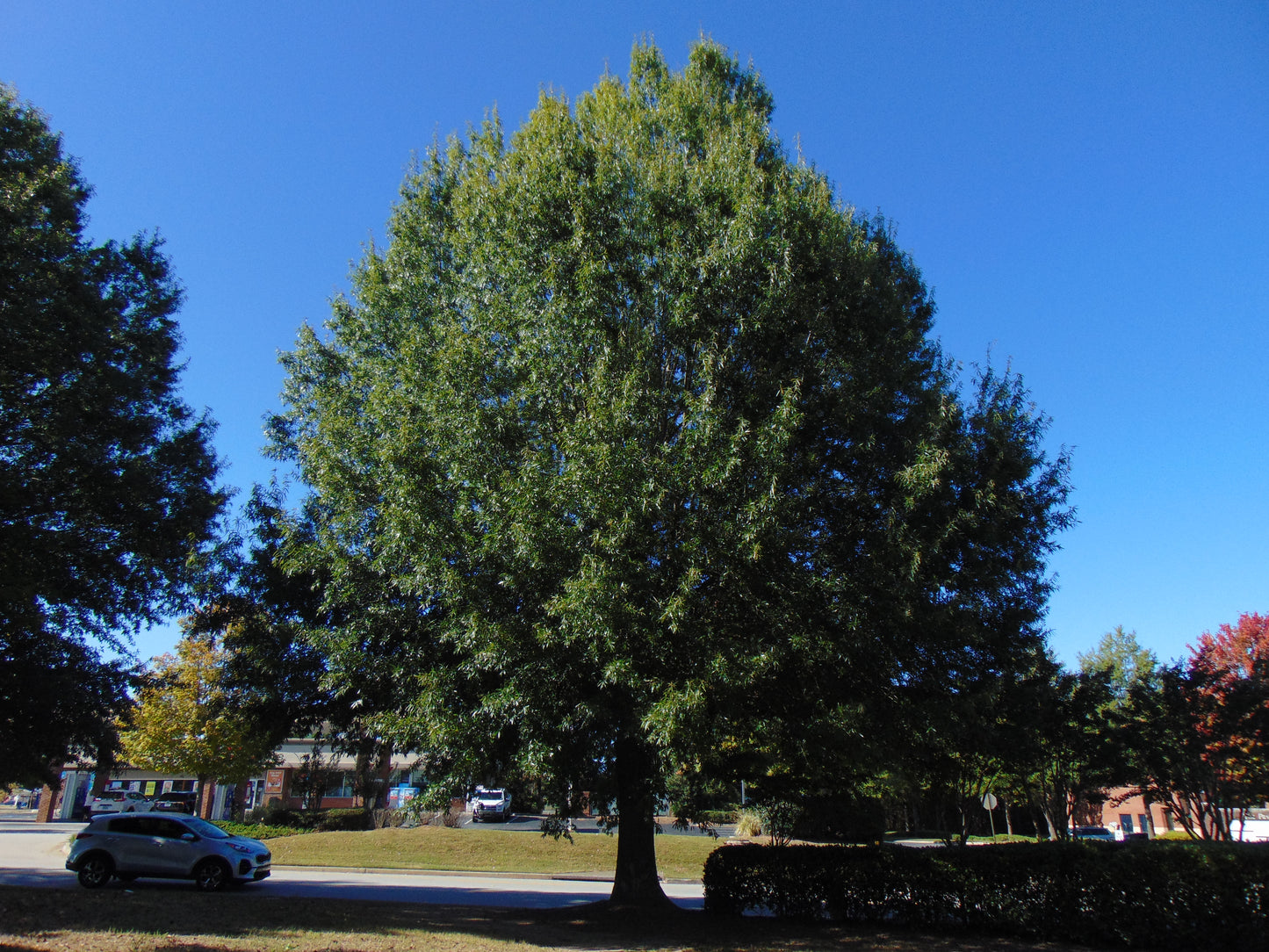 Willow Oak Quercus phellos 20 Seeds  USA Company