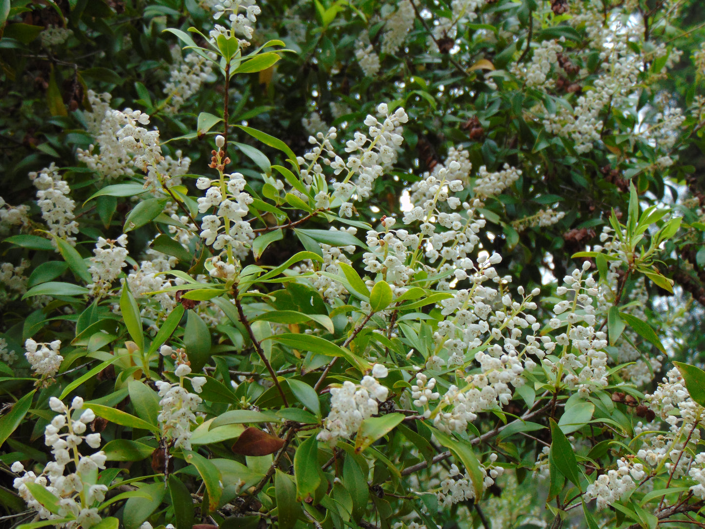 Buckwheat Tree Black Titi Cliftonia monophylla 50 Seeds  USA Company