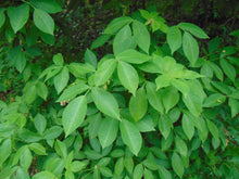 Load image into Gallery viewer, American Bladdernut  Staphylea trifolia  20 Seeds