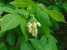 Load image into Gallery viewer, American Bladdernut  Staphylea trifolia  20 Seeds