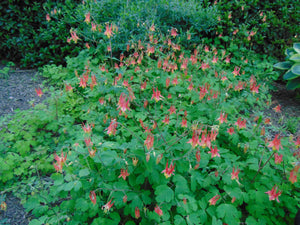 Wild Columbine Eastern Red Columbine Aquilegia canadensis 100 Seeds