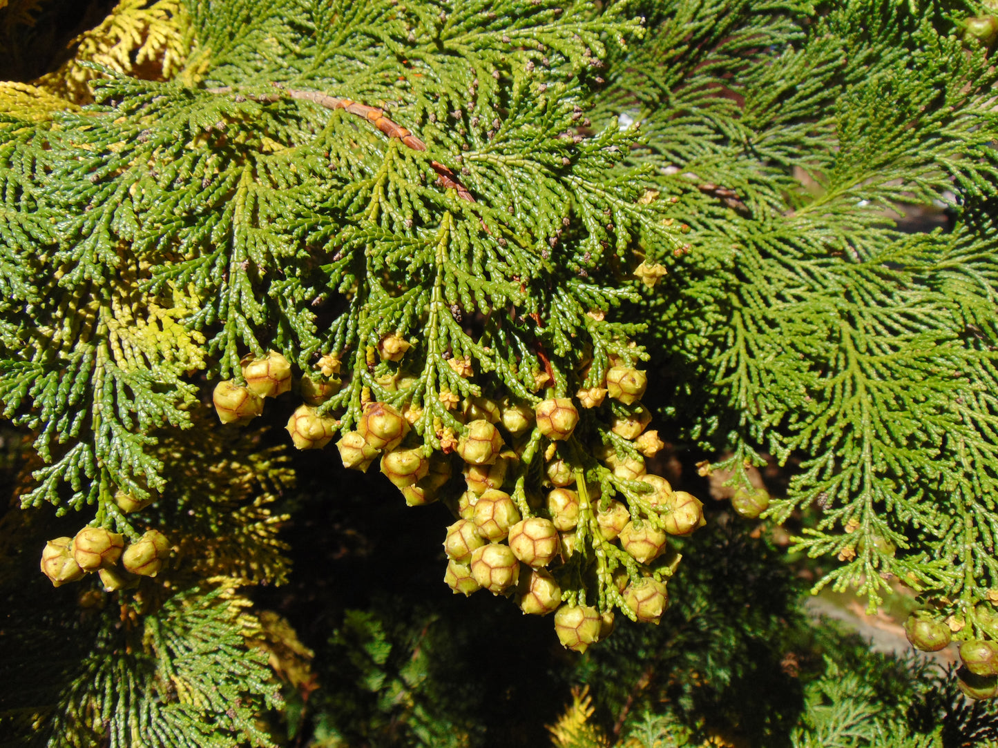 Hinoki Cypress Chamaecyparis obtusa 50 Seeds  USA Company