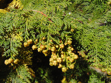 Load image into Gallery viewer, Hinoki Cypress Chamaecyparis obtusa 50 Seeds