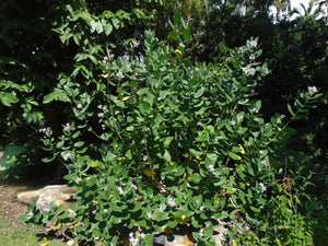 Giant Milkweed Crown Flower Calotropis gigantea 20 Seeds