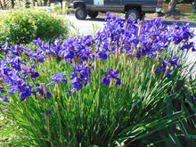 Load image into Gallery viewer, Purple Iris Iris sibirica 25 Seeds