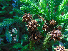 Load image into Gallery viewer, Japanese Cedar Cryptomeria japonica 50 Seeds