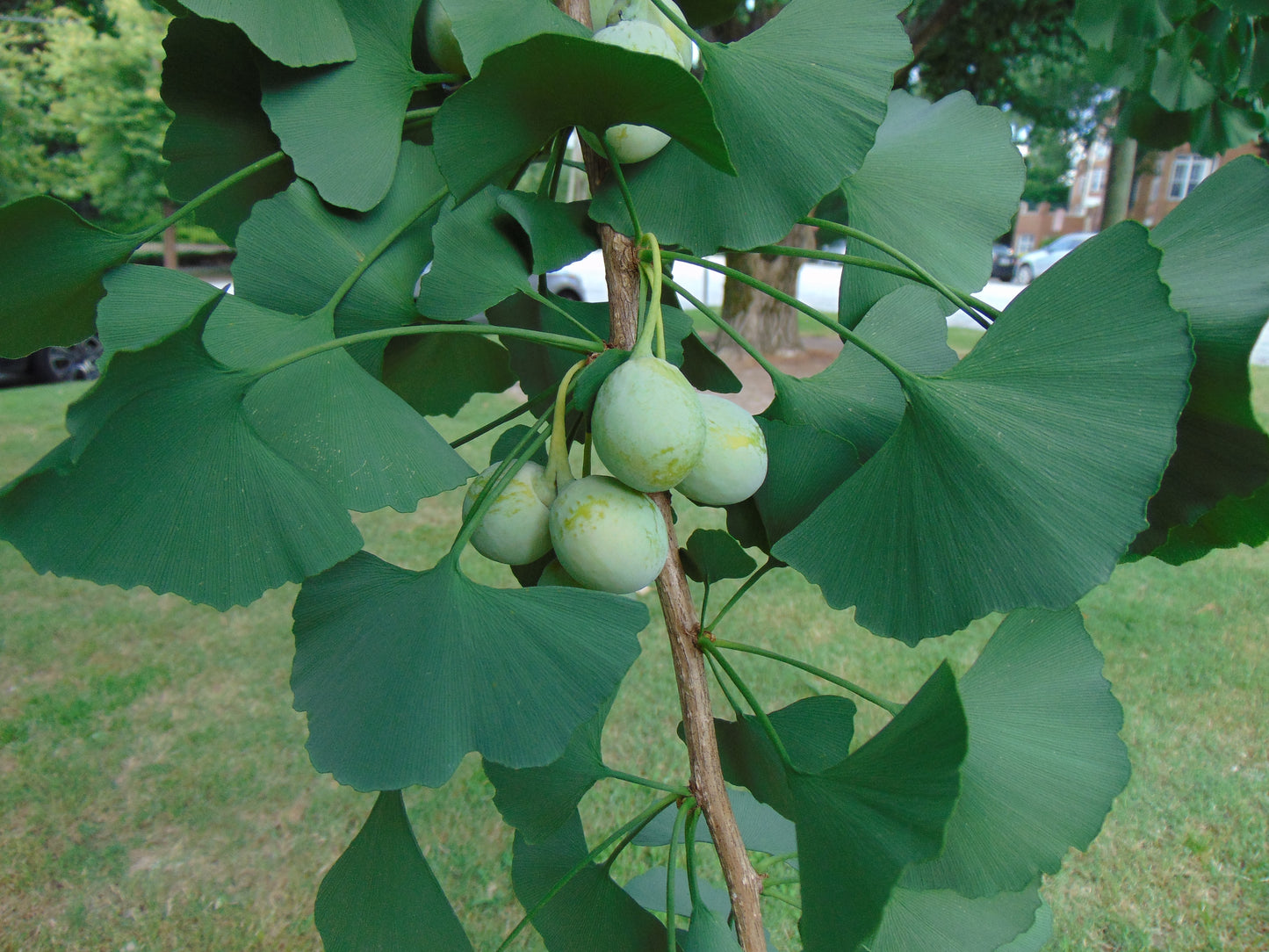 Ginkgo  25 Seeds  Maidenhair Tree Ginkgo biloba  USA Company