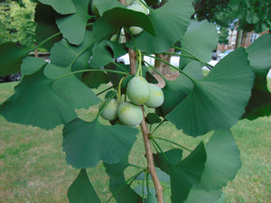 Ginkgo Maidenhair Tree Ginkgo biloba 20 Seeds