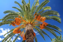 Load image into Gallery viewer, Date Palm Phoenix dactylifera 10 Seeds