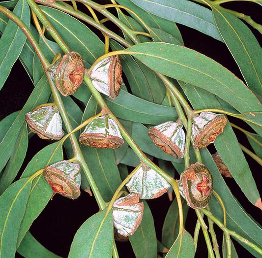 Southern Blue Gum Eucalyptus globulus 20 Seeds
