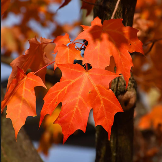 Sugar Maple Acer saccharum 100 Seeds  USA Company