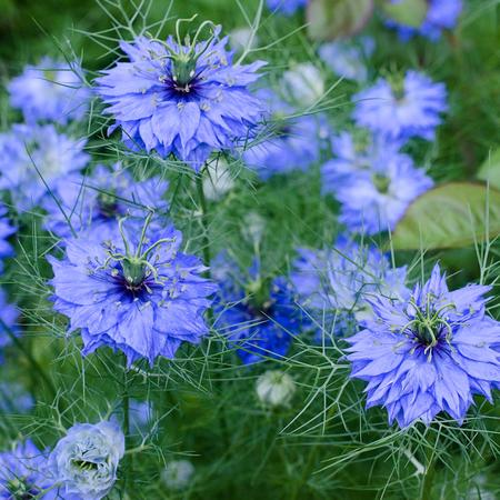 Black Cumin  100 Seeds  Nigella sativa