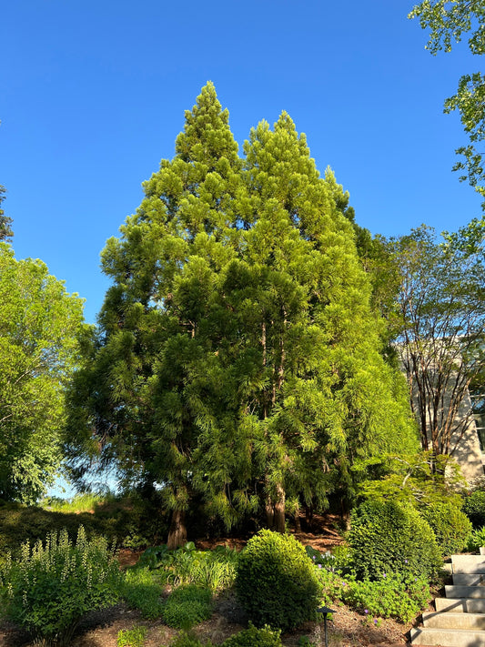 Japanese Cedar Cryptomeria japonica 100 Seeds