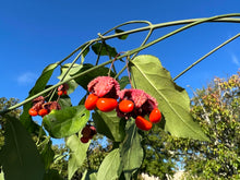 Load image into Gallery viewer, Strawberry Bush  Euonymus americanus  20 Seeds
