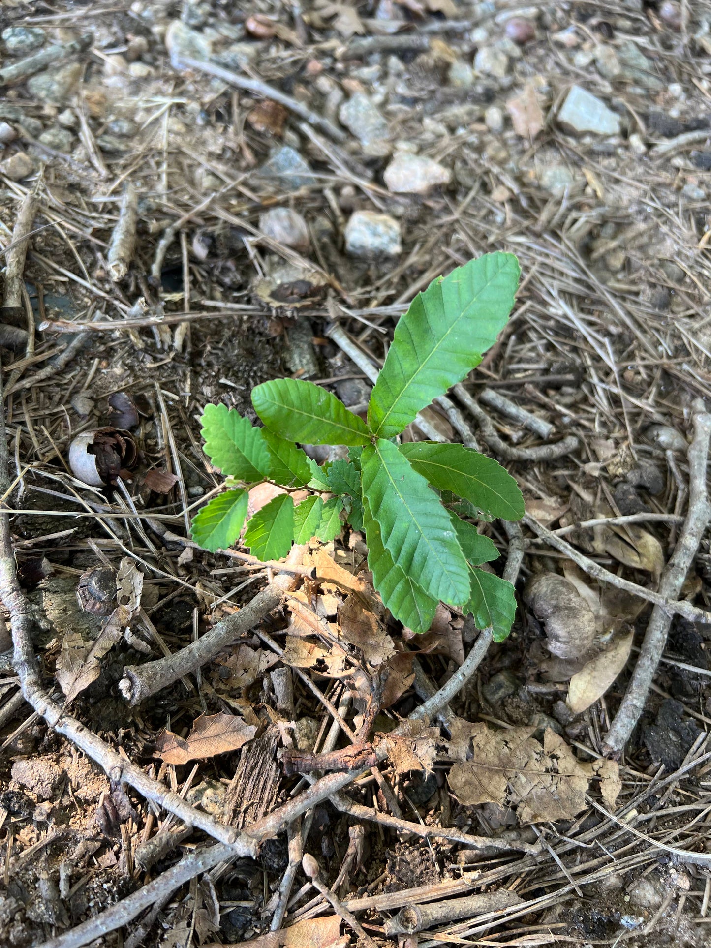 Sawtooth Oak Quercus acutissima 5 Seeds