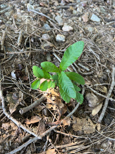 Sawtooth Oak Quercus acutissima 10 Seeds