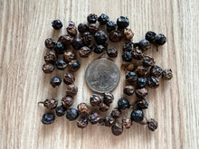 Load image into Gallery viewer, Camphor Tree Cinnamomum camphora 20 Seeds