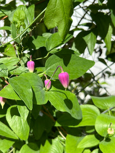Pink Leather Flower Clematis glaucophylla 20 Seeds