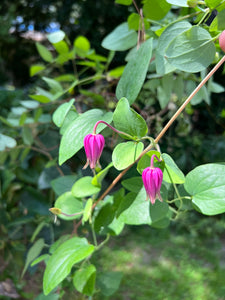 Pink Leather Flower Clematis glaucophylla 20 Seeds