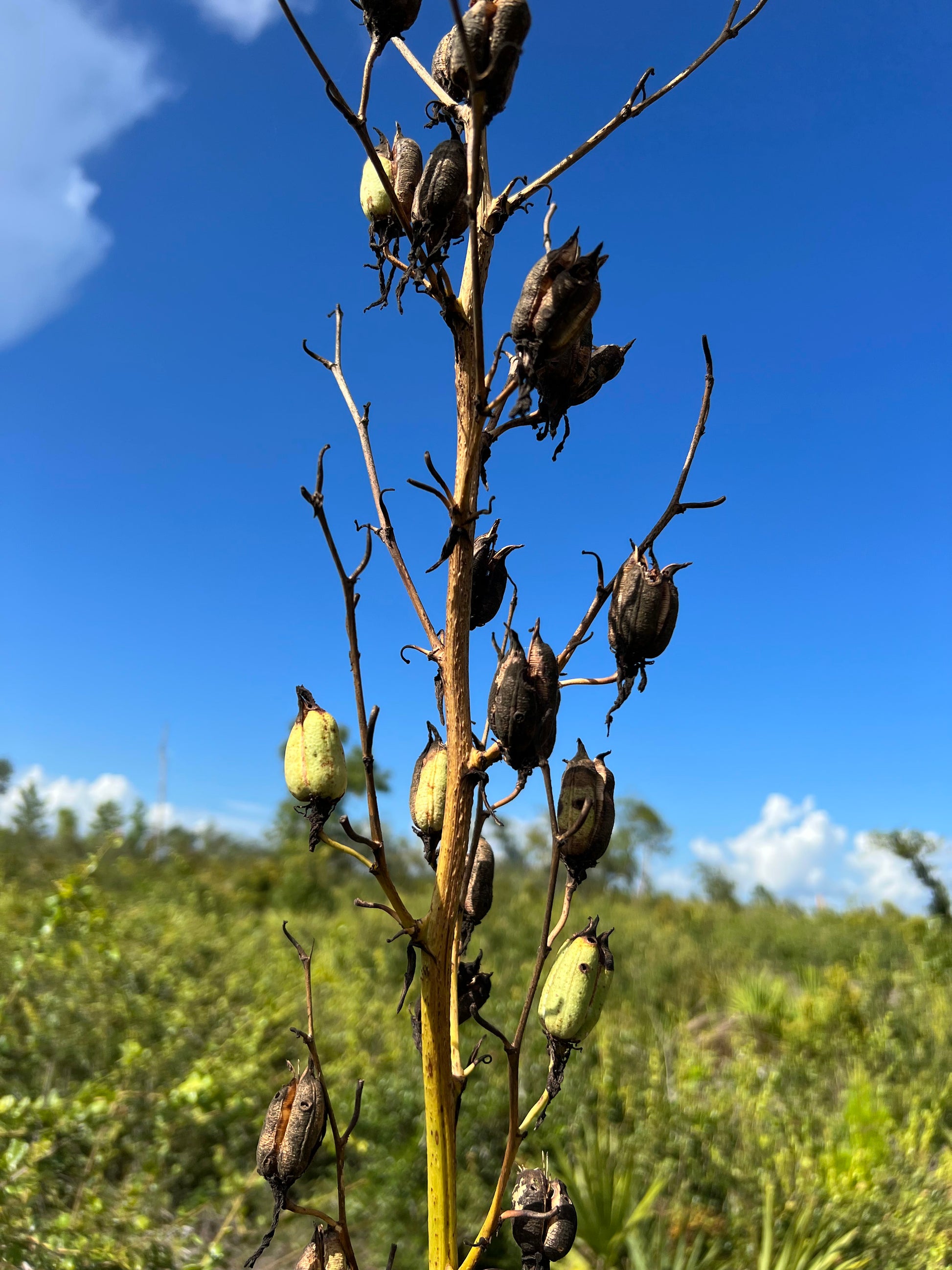 yucca flower seeds Adam's Needle 100 Seeds Yucca filamentosa – R&B Floridaseeds