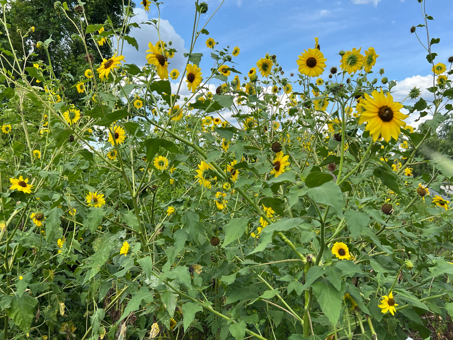 Wild Sunflower Helianthus annuus 500 Seeds