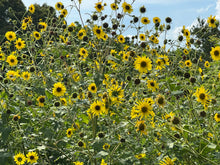 Load image into Gallery viewer, Wild Sunflower Helianthus annuus 20 Seeds