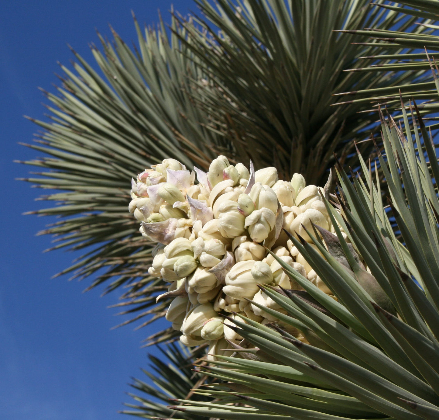 Joshua Tree Yucca brevifolia 20 Seeds  USA Company