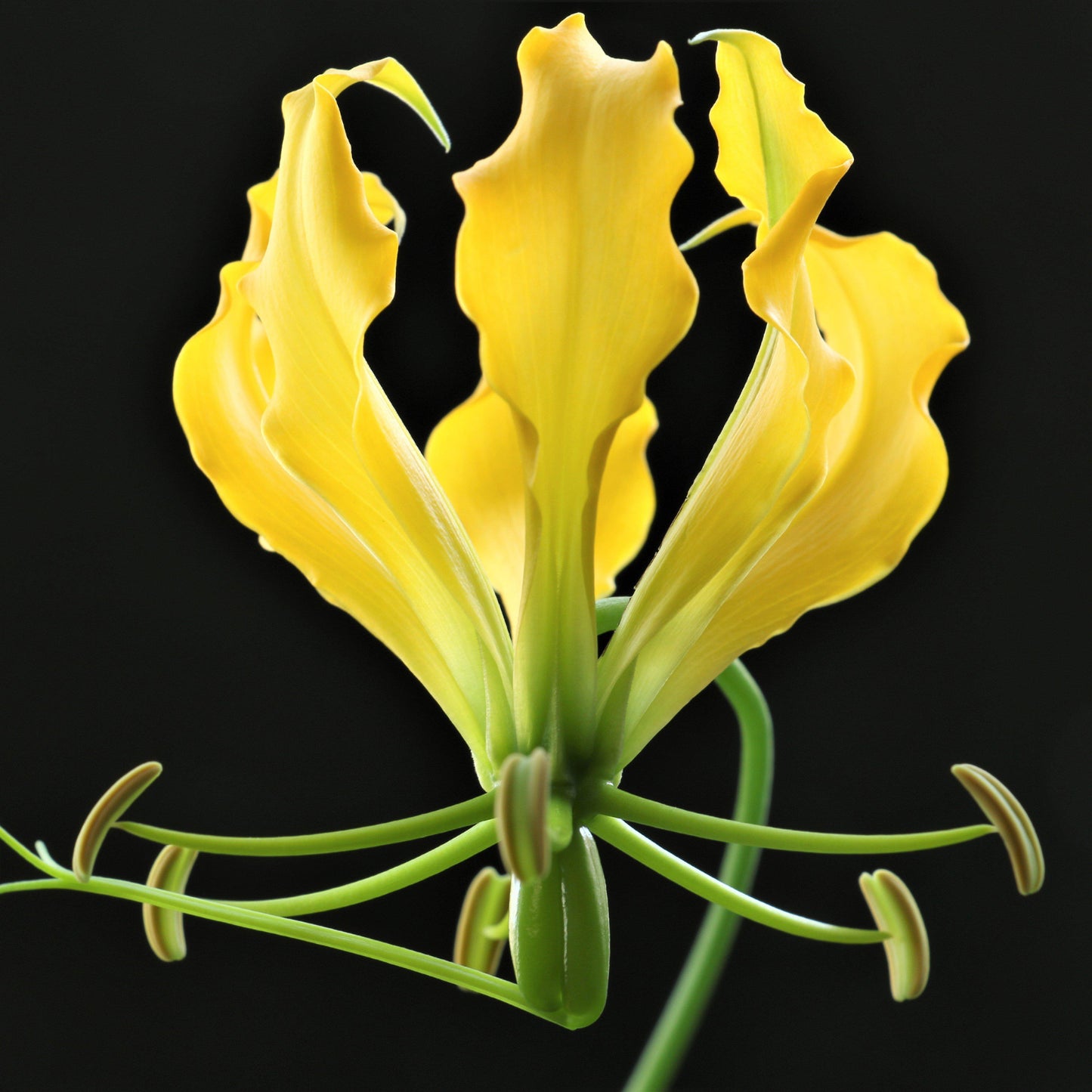 Yellow Gloriosa Lily Gloriosa superba "Lutea' 5 Seeds  USA Company