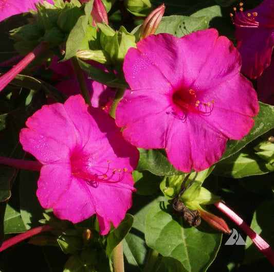Pink Four O'Clock   100 Seeds   Mirabilis Jalapa